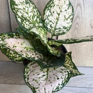 Aglaonema White Eileen Live Plant - 6 inch Pot - Indoor Houseplant - Image 6