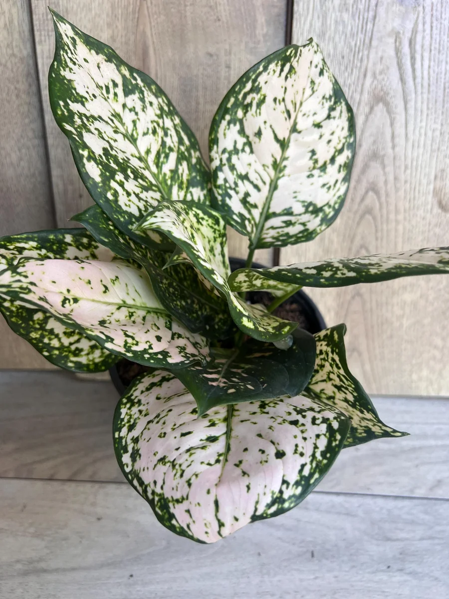 Aglaonema White Eileen Live Plant - 6 inch Pot - Indoor Houseplant - Image 6