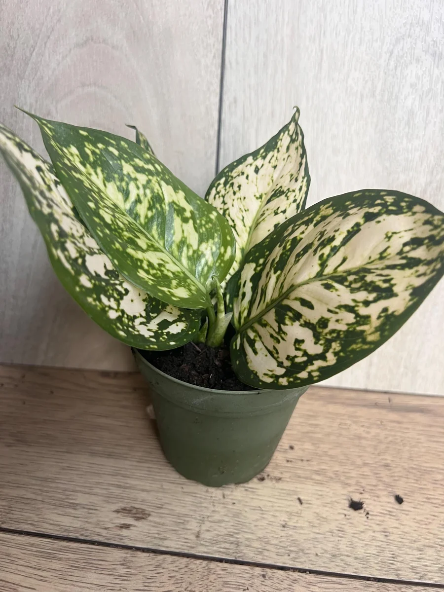Aglaonema White Eileen Live Plant - 6 inch Pot - Indoor Houseplant - Image 8