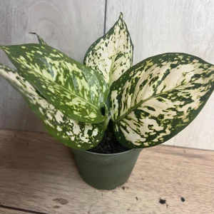 Aglaonema White Eileen Live Plant - 6 inch Pot - Indoor Houseplant - Image 9