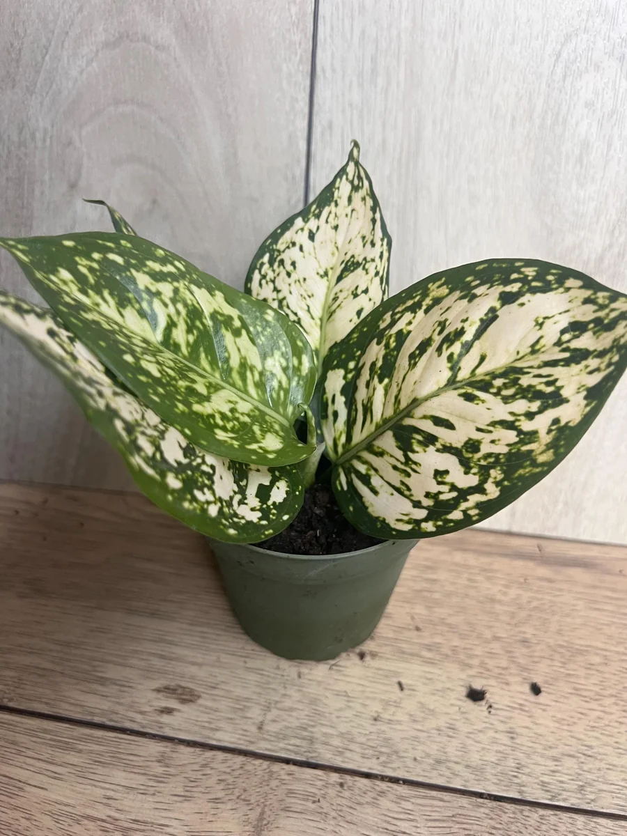 Aglaonema White Eileen Live Plant - 6 inch Pot - Indoor Houseplant - Image 9