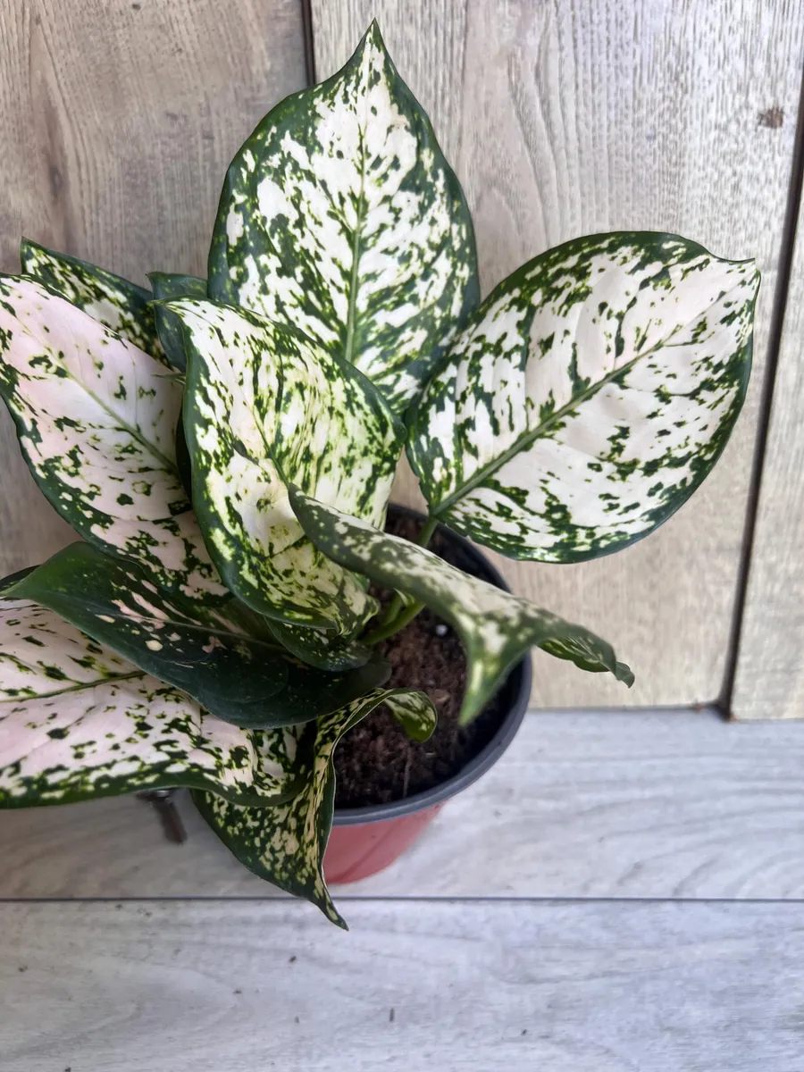 Aglaonema White Eileen Live Plant - 6 inch Pot - Indoor Houseplant - Image 1
