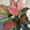 Aglaonema Wishes Live Plant - Red Valentine Chinese Evergreen in 6 inch Pot - Image 1