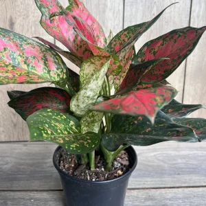 Aglaonema Wishes Live Plant - Red Valentine Chinese Evergreen in 6 inch Pot - Image 3