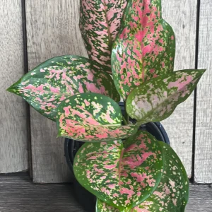 Aglaonema Wishes Live Plant - Red Valentine Chinese Evergreen - 4 inch Pot - Image 1