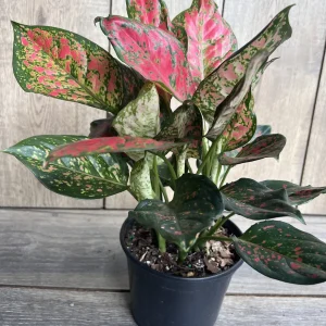 Aglaonema Wishes Live Plant - Red Valentine Chinese Evergreen in 6 inch Pot - Image 4