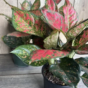 Aglaonema Wishes Live Plant - Red Valentine Chinese Evergreen in 6 inch Pot - Image 6