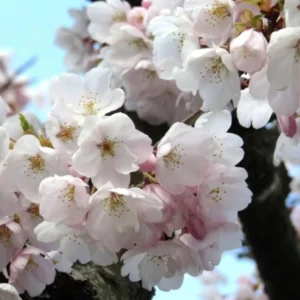 Akebono Flowering Cherry Live Plant - 6-12