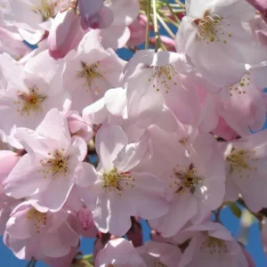Akebono Flowering Cherry Live Plant - 6-12