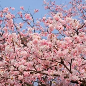 Akebono Flowering Cherry Live Plant - 6-12