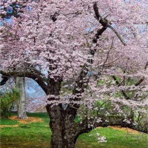 Akebono Flowering Cherry Live Plant - 6-12