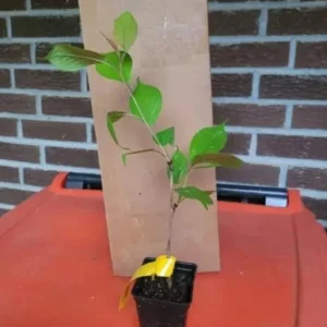 Akebono Flowering Cherry Live Plant - 6-12