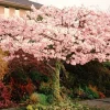 Akebono Flowering Cherry Tree – Live Plant – 3-4 Feet Tall – Grafted – 3 Gallon Pot – Outdoor - Image 1
