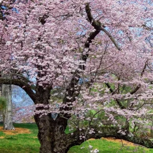 Akebono Flowering Cherry Tree Live Plant – 6-12