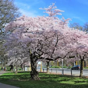 Akebono Flowering Cherry Tree Live Plant – 6-12" Tall Seedling – Outdoor Ornamental Tree - Image 1