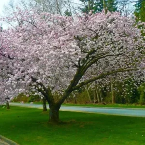 Akebono Flowering Cherry Tree Live Plant – 6-12