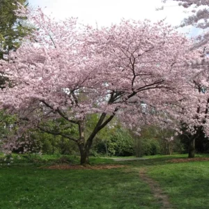 Akebono Flowering Cherry Tree Live Plant – 6-12