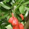 Akee Fruit Live Plant – 1 to 2 feet tall – 3 Gallon Pot - Image 1