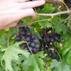 Alachua Black Muscadine Grape Vine - Live Plant - Self-Fertile Fruit Vine - Image 1