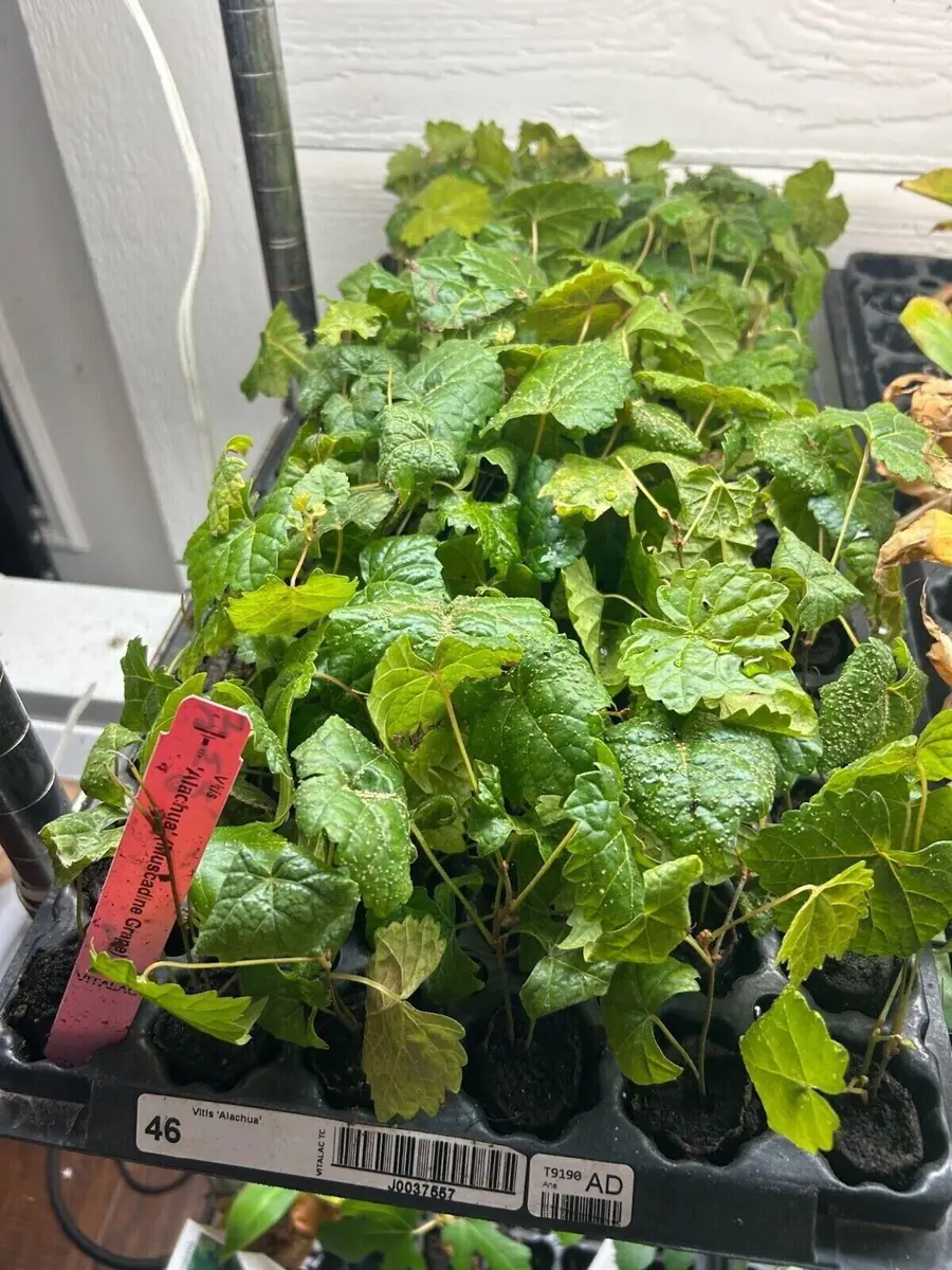 Alachua Black Muscadine Grape Vine - Live Plant - Self-Fertile Fruit Vine - Image 2