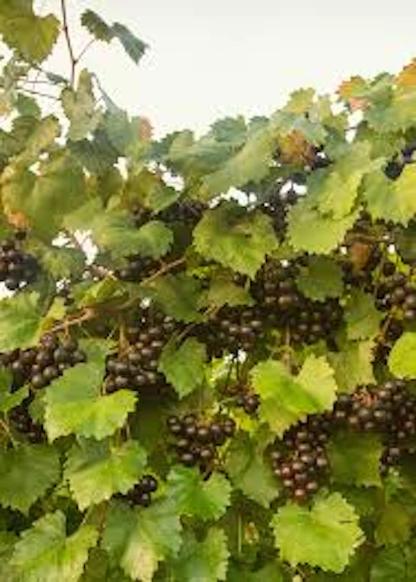 Alachua Black Muscadine Grape Vine - Live Plant - Self-Fertile Fruit Vine - Image 3