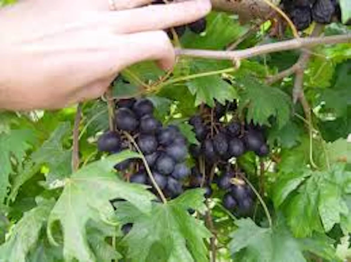 Alachua Black Muscadine Grape Vine - Live Plant - Self-Fertile Fruit Vine - Image 1