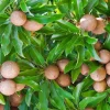 Alano Brown Sugar Sapodilla Live Plant - Grafted, 3 Gallon Pot, Fruiting Tree - Image 1