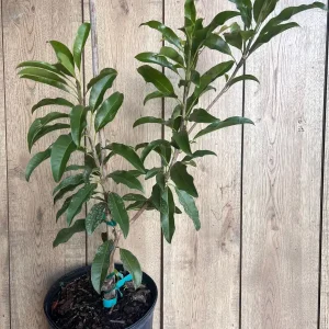 Alano Brown Sugar Sapodilla Live Plant - Grafted, 3 Gallon Pot, Fruiting Tree - Image 2