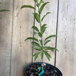 Alano Brown Sugar Sapodilla Live Plant - Grafted, 3 Gallon Pot, Fruiting Tree - Image 4