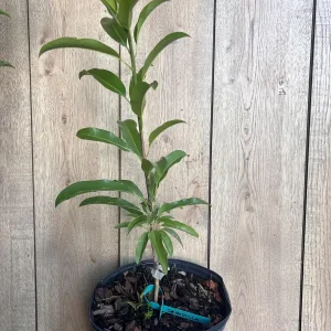 Alano Brown Sugar Sapodilla Live Plant - Grafted, 3 Gallon Pot, Fruiting Tree - Image 5