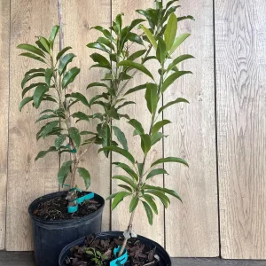 Alano Brown Sugar Sapodilla Live Plant - Grafted, 3 Gallon Pot, Fruiting Tree - Image 7