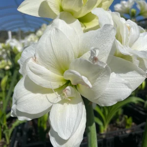 Alasca Amaryllis Bulb - White & Red Double Blooms, 24/26cm Bulb, Indoor - Image 3