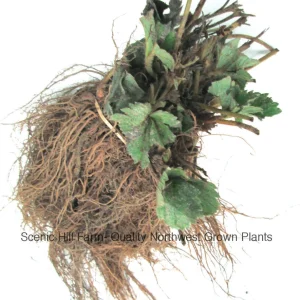 Albion Ever Bearing Strawberry Bare Root Plants - Day Neutral - Zones 4-8 - Image 3