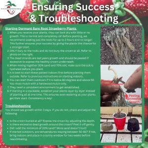 Albion Everbearing Strawberry Plants - 15 Bare Root - Day-Neutral, Sweet, High-Yielding - Image 5