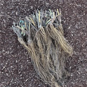 Albion Everbearing Strawberry Plants - Day-Neutral, 5 Bare Root - Image 3