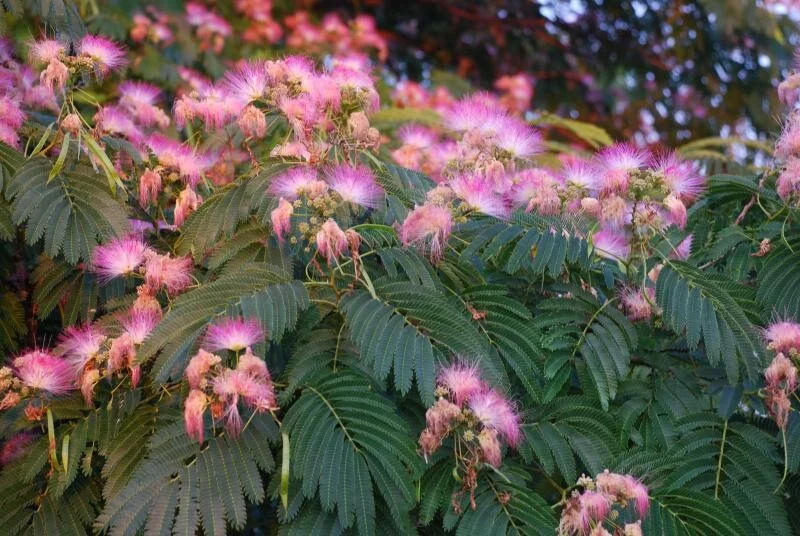 Albizia Julibrissin 'E. H. Wilson' Silk Tree Live Plant – 3 Feet Tall – Pink Flowers - Image 3