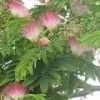 Albizia Julibrissin 'E. H. Wilson' Silk Tree Live Plant – 3 Feet Tall – Pink Flowers - Image 1