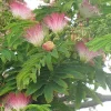 Albizia julibrissin 'E.H. Wilson' Mimosa Tree - Live Plant, 3 Ft Tall, 3 Gallon Pot - Image 1