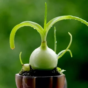 Albuca Bracteata Pregnant Onion Seeds - 10 Rare Exotic Bulb Seeds Indoor/Outdoor - Image 2