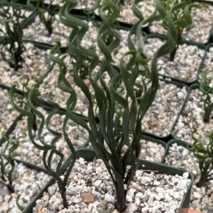 Albuca Bruce Bayeri Curly Grass Live Plant – Rare Succulent in 4” Pot – Indoor/Outdoor - Image 3
