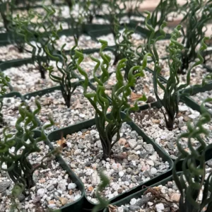 Albuca Bruce Bayeri Curly Grass Live Plant – Rare Succulent in 4” Pot – Indoor/Outdoor - Image 4