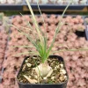 Albuca polyphylla 'Augrabies Hills' Succulent Live Plant - Drought Tolerant - Image 1