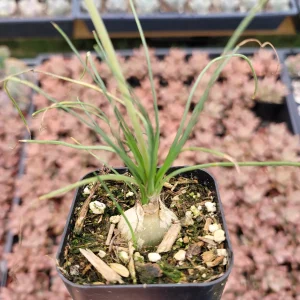 Albuca polyphylla 'Augrabies Hills' Succulent Live Plant - Drought Tolerant - Image 2