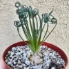Albuca Spiralis Live Plant - Frizzle Sizzle Succulent - Curly Grass 4 inch pot - Image 1