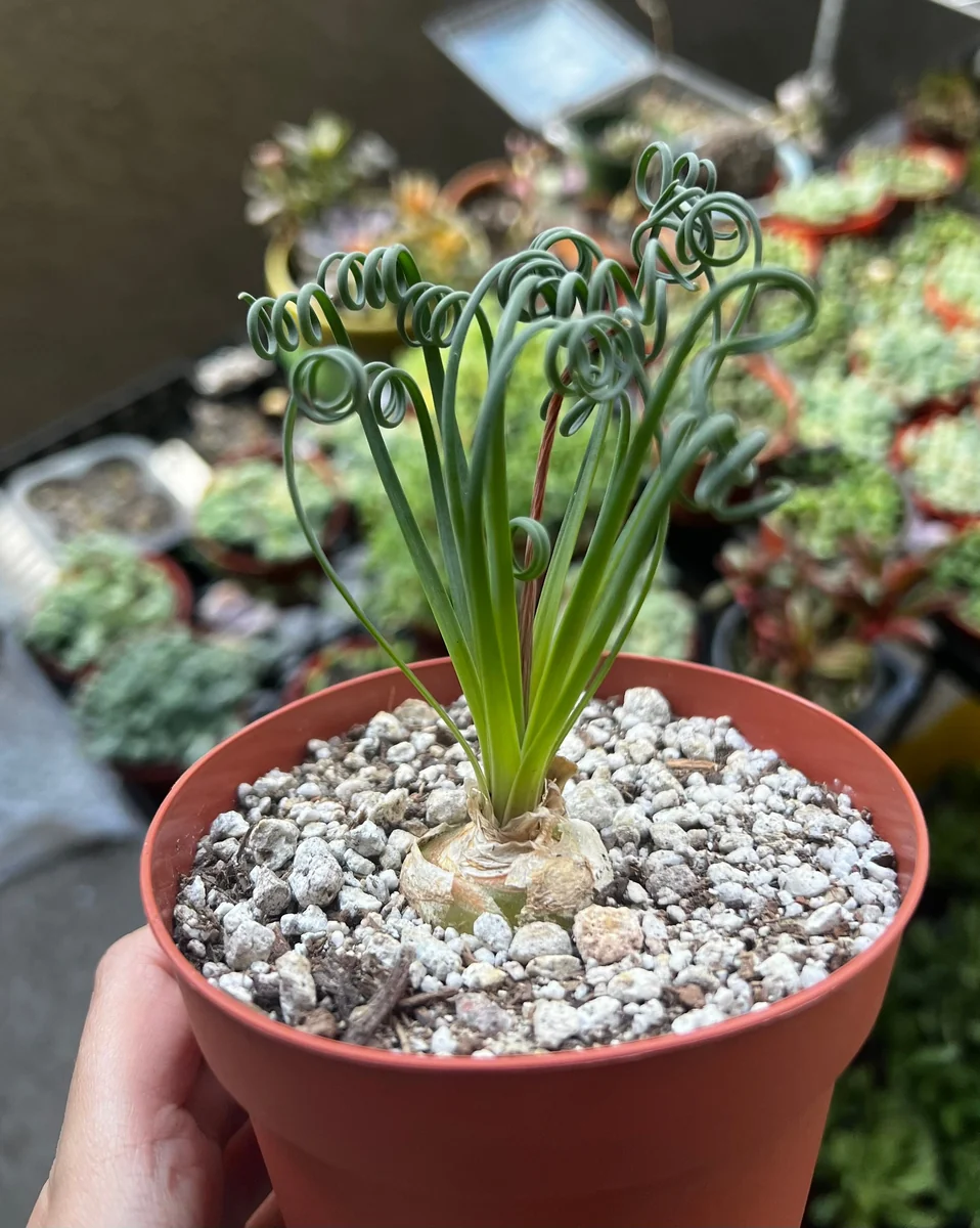 Albuca Spiralis Live Plant - Frizzle Sizzle Succulent - Curly Grass 4 inch pot - Image 2