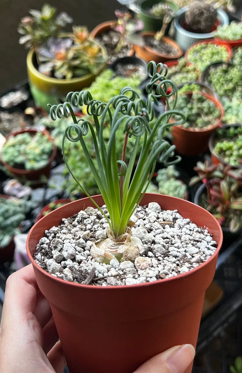 Albuca Spiralis Live Plant - Frizzle Sizzle Succulent - Curly Grass 4 inch pot - Image 3