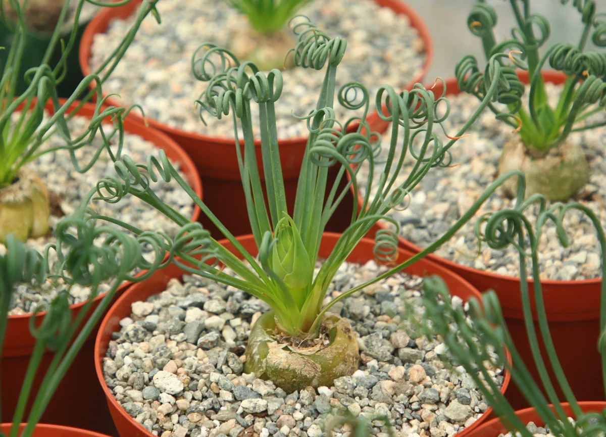 Albuca Spiralis Live Plant - Frizzle Sizzle Succulent - Curly Grass 4 inch pot - Image 4