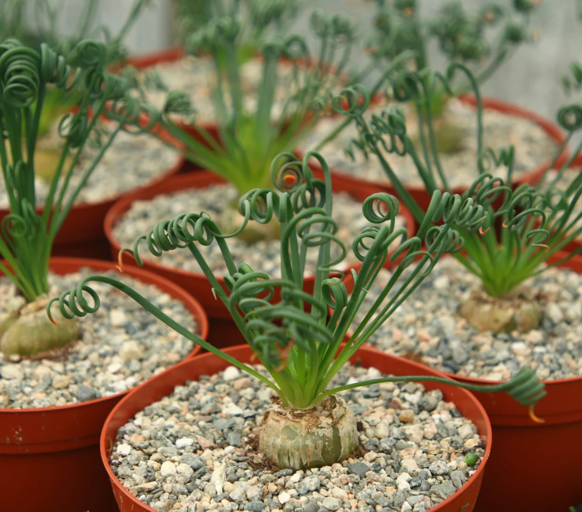 Albuca Spiralis Live Plant - Frizzle Sizzle Succulent - Curly Grass 4 inch pot - Image 5