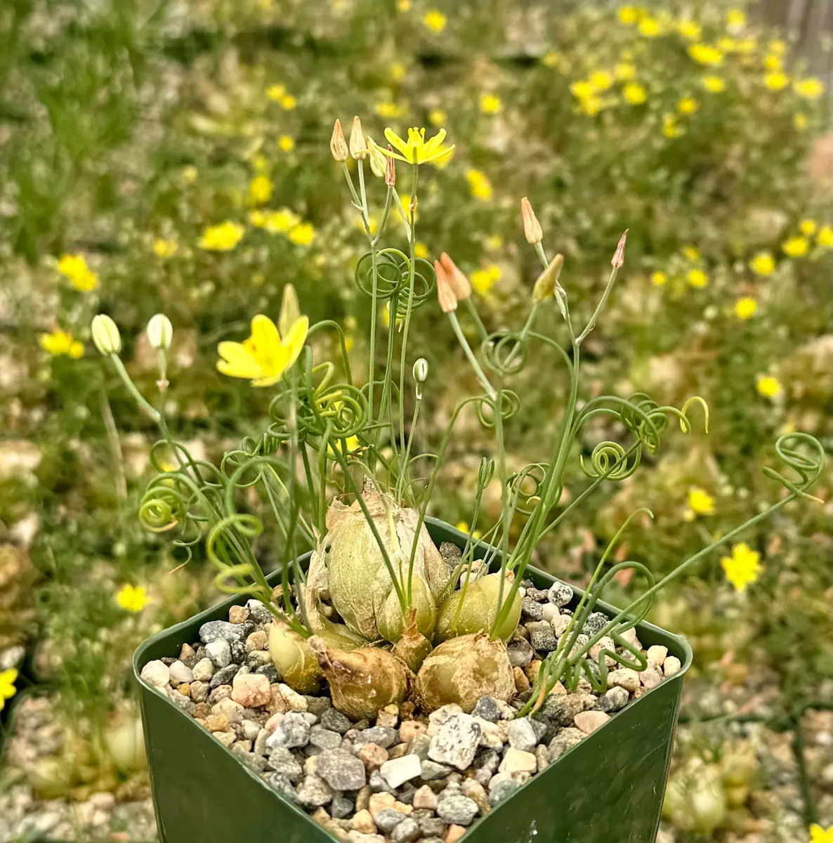 Albuca Spiralis Live Plant - Frizzle Sizzle Succulent - Curly Grass 4 inch pot - Image 6