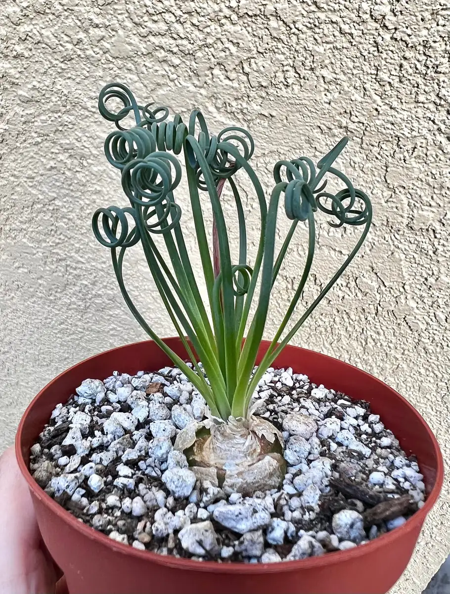 Albuca Spiralis Live Plant - Frizzle Sizzle Succulent - Curly Grass 4 inch pot - Image 1
